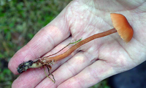 Laccaria laccata, a young maturing fruiting body.